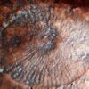 Precambrian Dickinsonia costata cast, The Natural Canvas