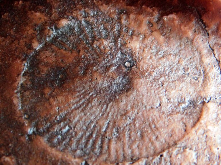 Precambrian Dickinsonia costata cast, The Natural Canvas