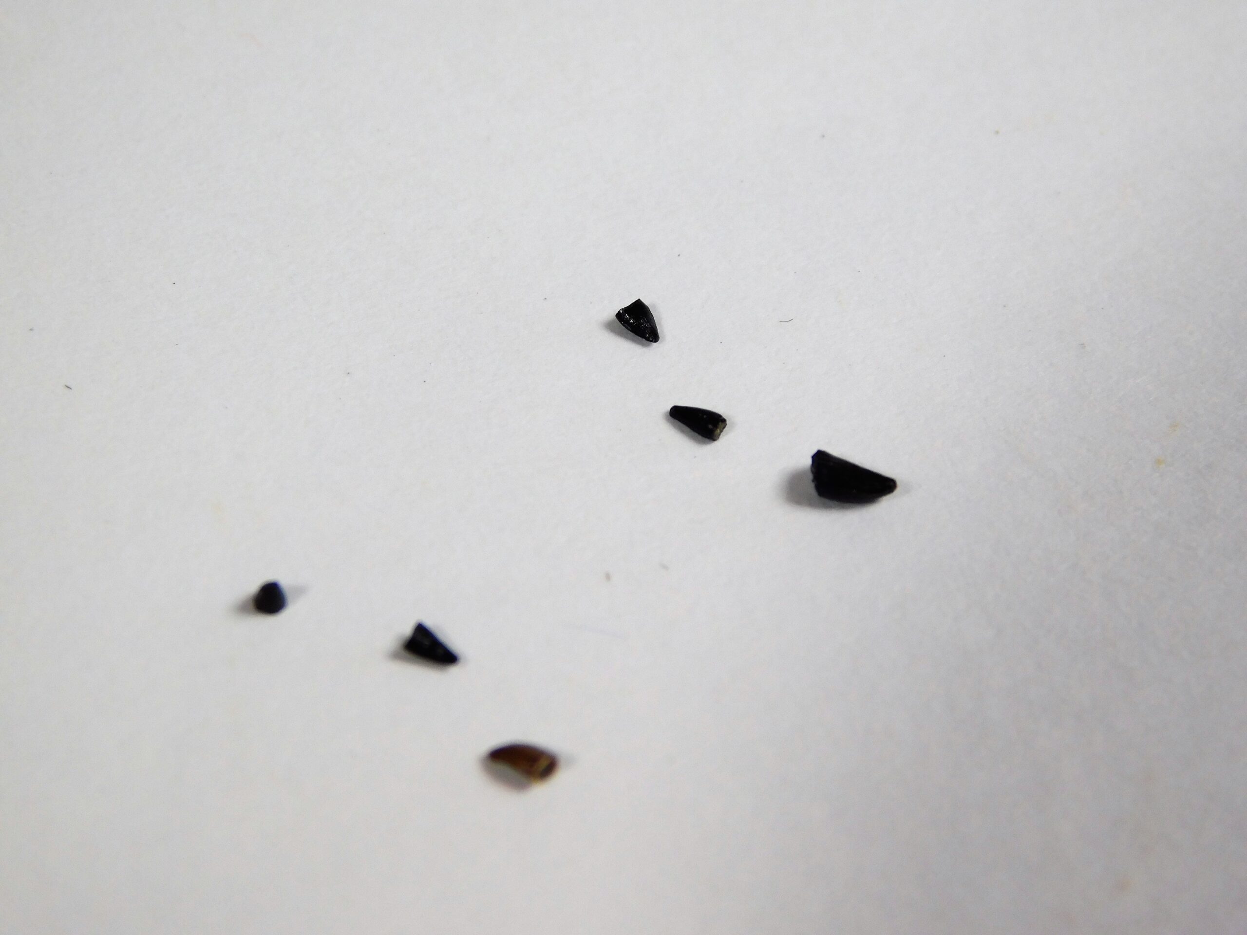 Jurassic Reptile Tooth Collection - Image 5