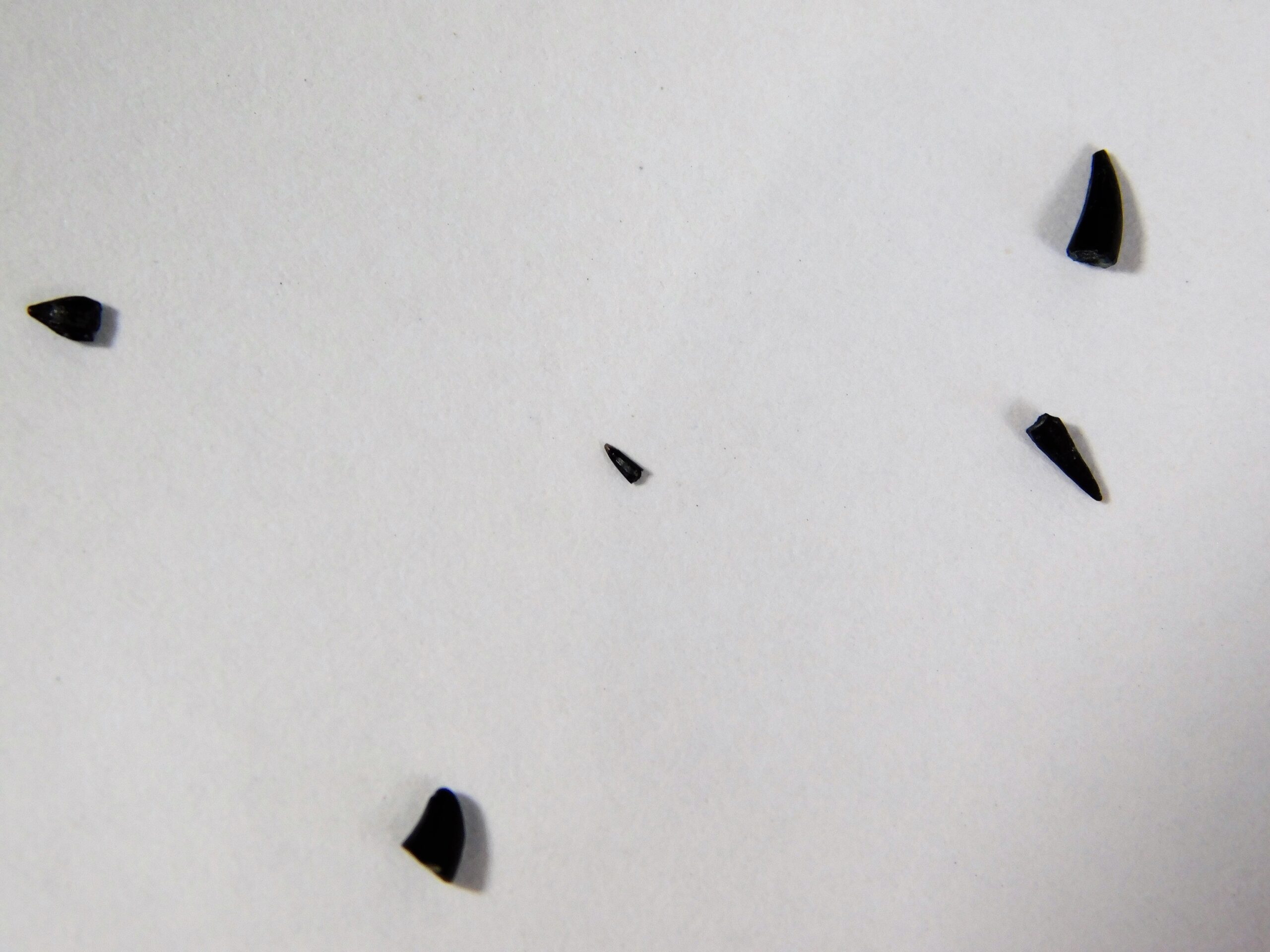 Jurassic Reptile Tooth Collection - Image 2