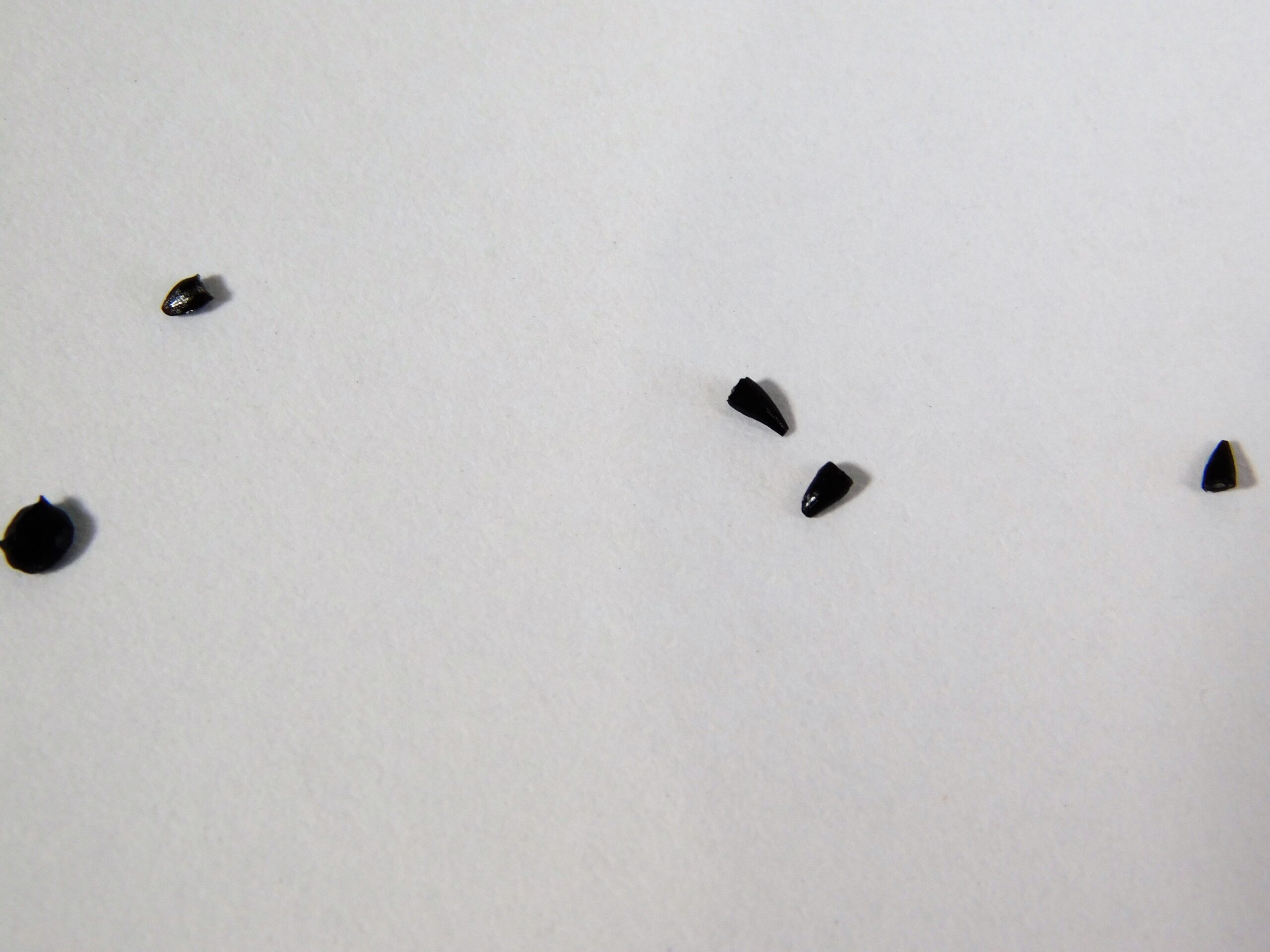 Jurassic Reptile Tooth Collection - Image 3