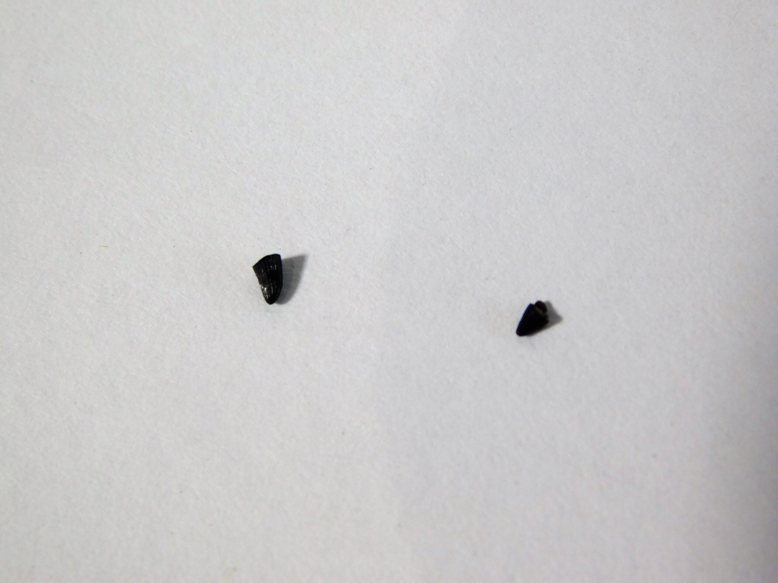 Jurassic Reptile Tooth Collection - Image 4