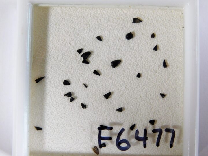 Jurassic Reptile Tooth Collection