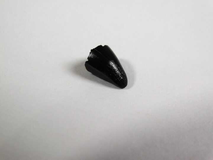 Archosaur tooth