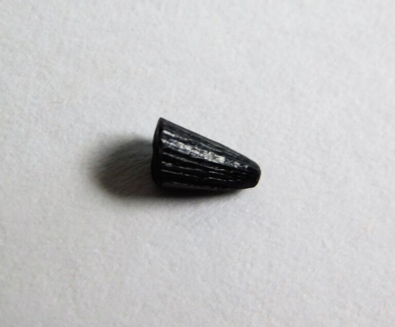 Jurassic Archosaur Tooth