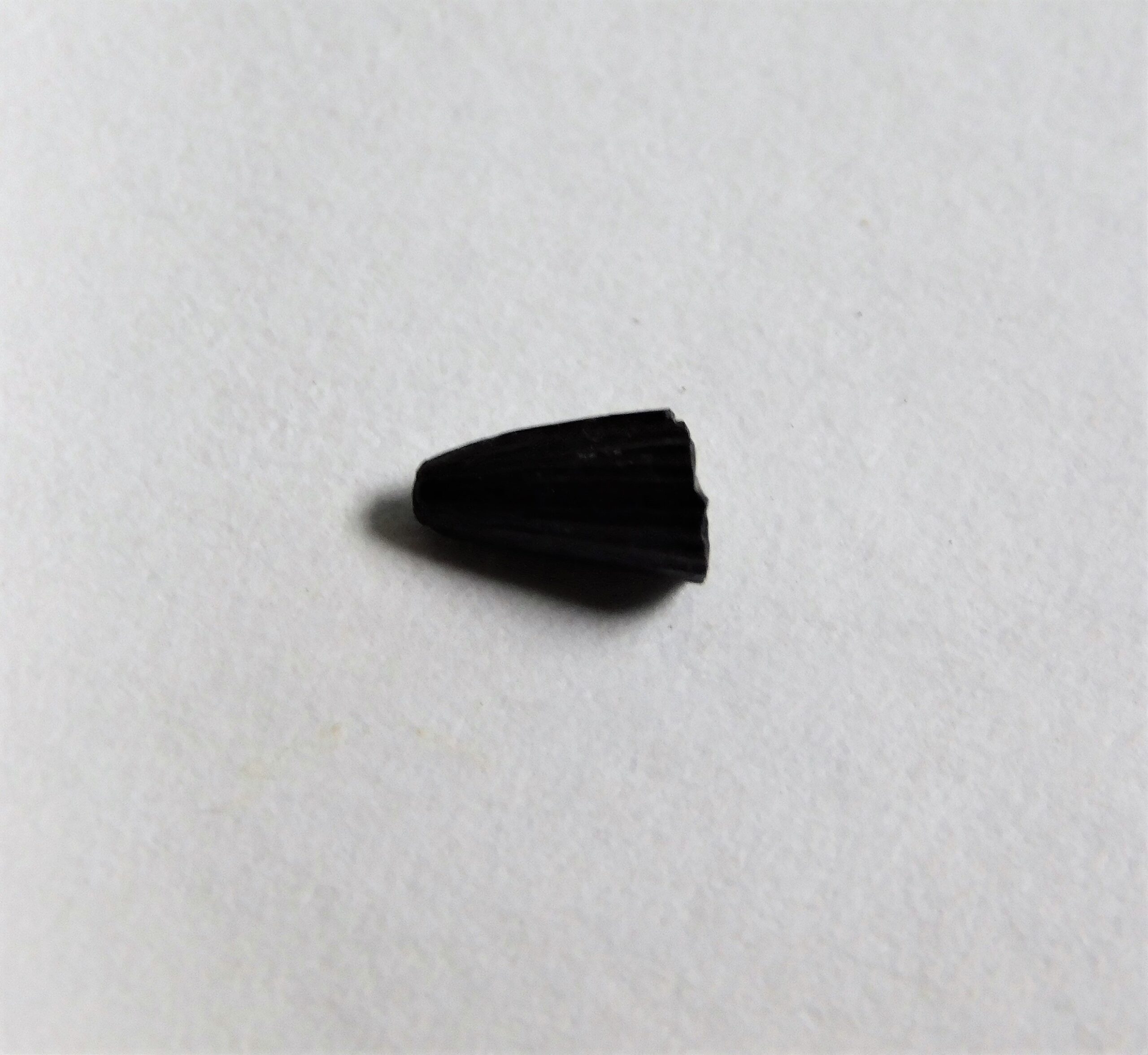 Jurassic Archosaur Tooth - Image 2