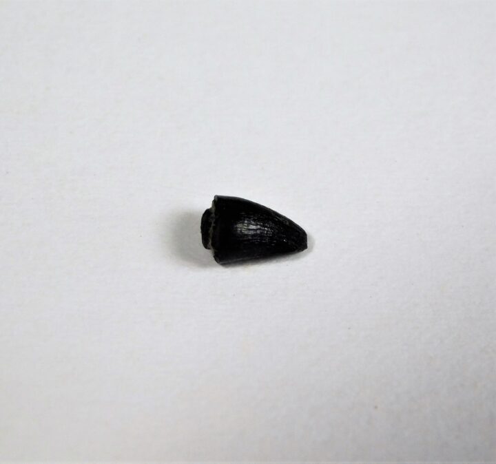 Jurassic Archosaur Tooth