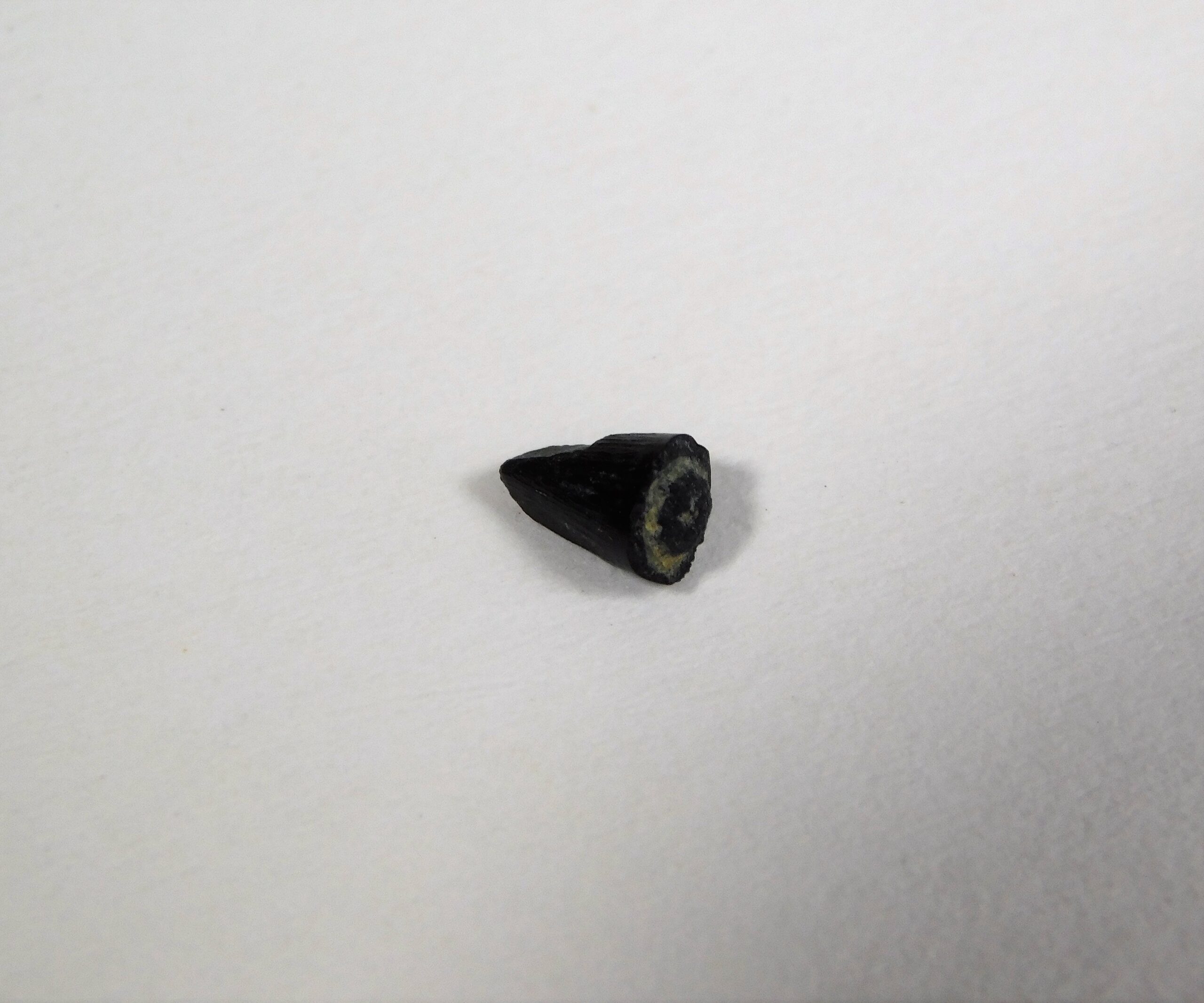 Jurassic Archosaur Tooth - Image 2