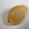 Cypraea (Erosaria) nebrites nebrites - Image 2