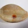 Cypraea (Erosaria) nebrites - Image 2
