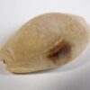 Cypraea (Erosaria) nebrites - Image 3