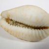 Cypraea (Erosaria) nebrites - Image 4