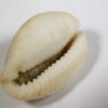 Cypraea (Erosaria) nebrites - Image 5