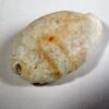 Cypraea (Erosaria) erosa - Image 2