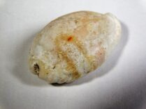Cypraea (Erosaria) erosa