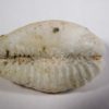 Cypraea (Erosaria) erosa - Image 4