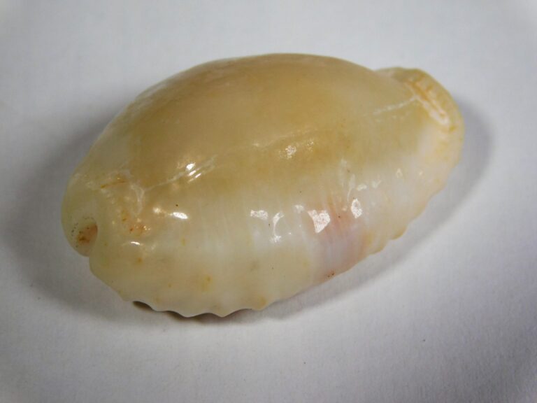 Cypraea (Erosaria) erosa