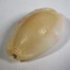 Cypraea (Erosaria) erosa - Image 2