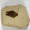 Winged Seed - Image 3