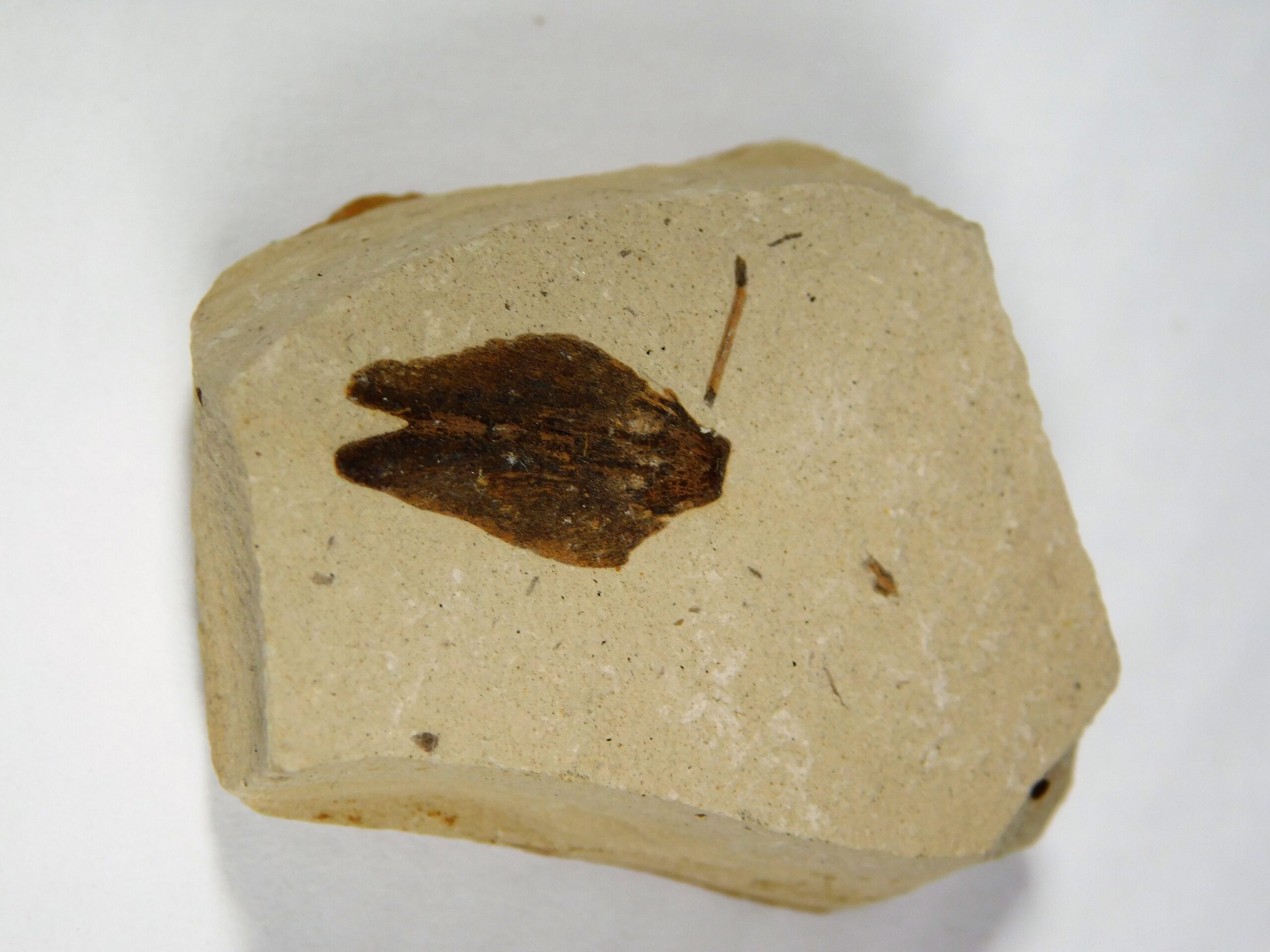 Winged Seed - Image 2