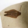 Winged Seed - Image 2