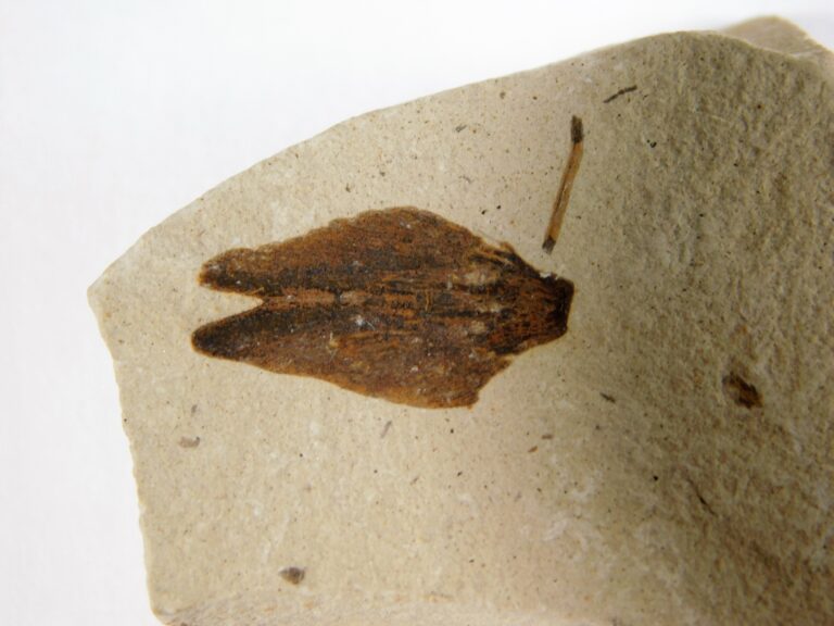 Winged Seed