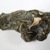Simplicioceras centrale - Image 5