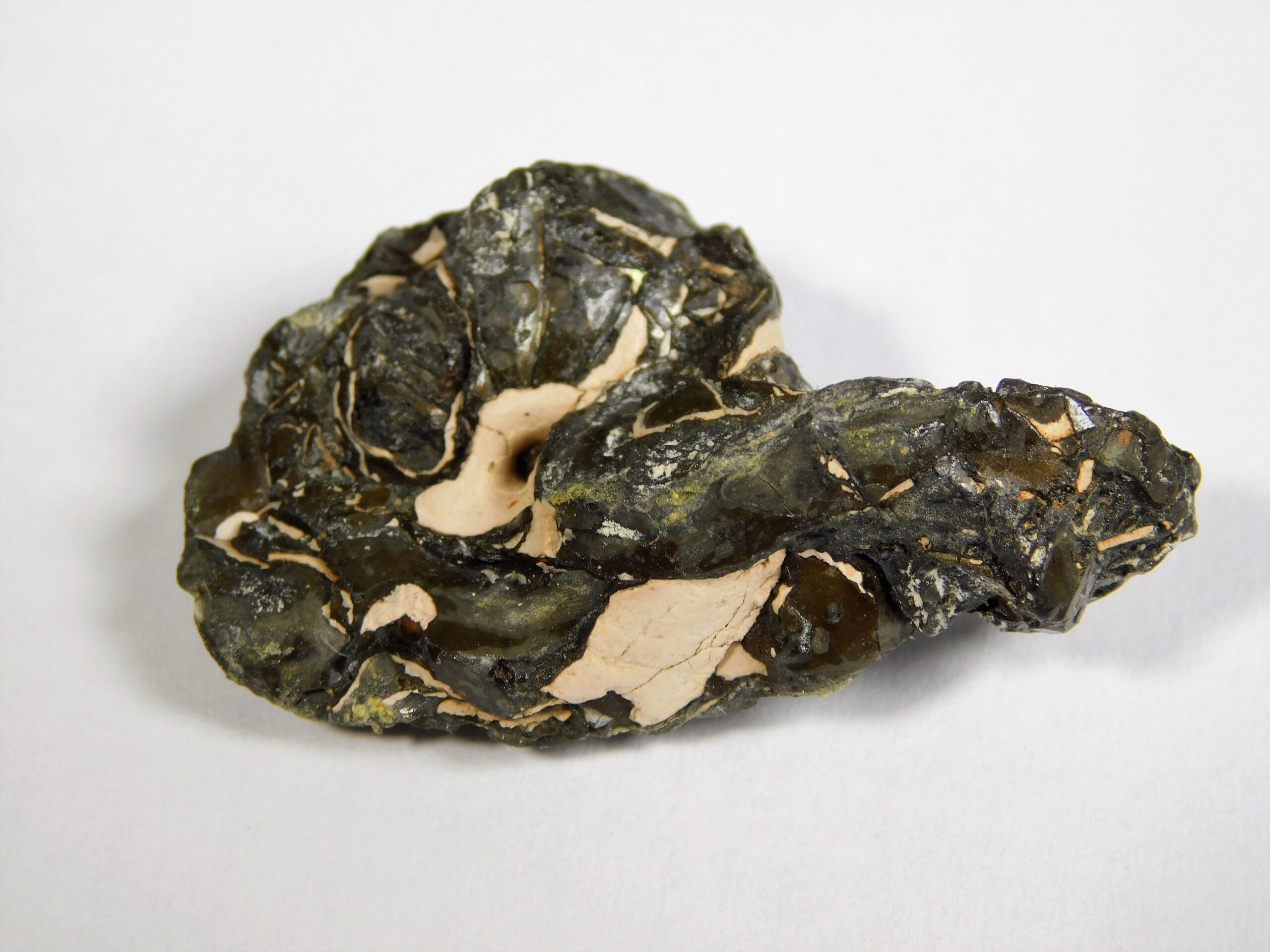 Simplicioceras centrale - Image 2