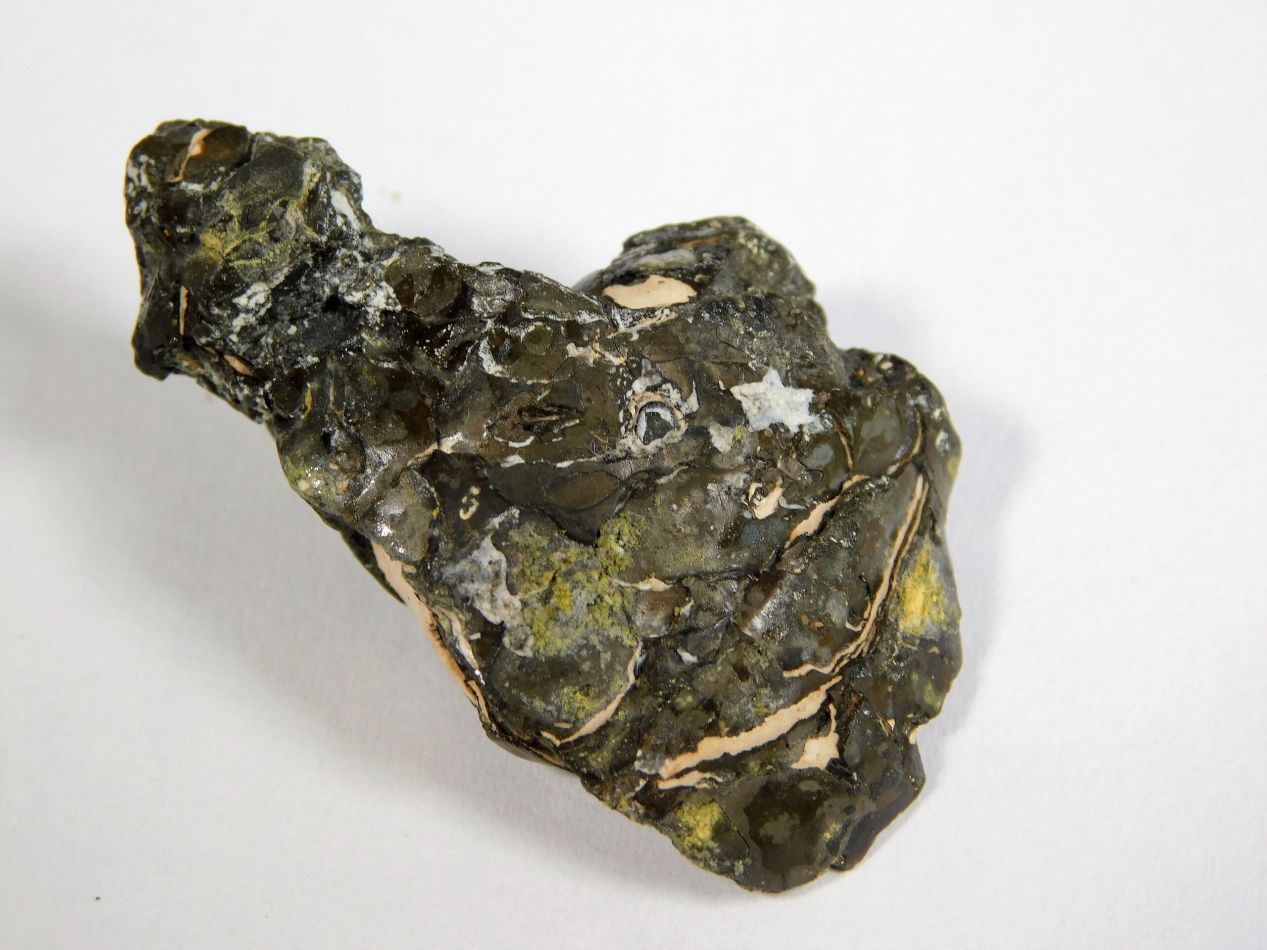 Simplicioceras centrale - Image 3