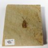 Insect - Image 2
