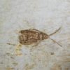 Insect - Image 3