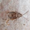 Insect - Image 4