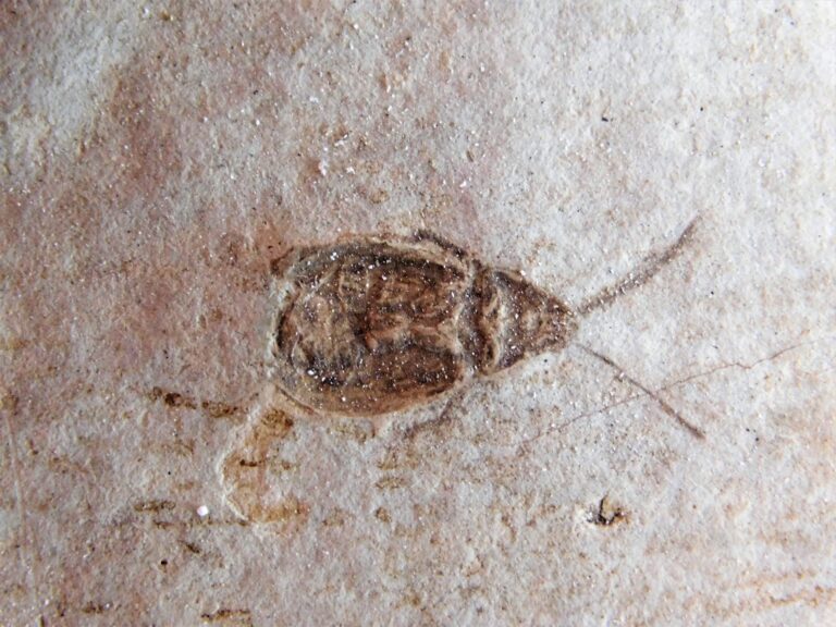 Insect