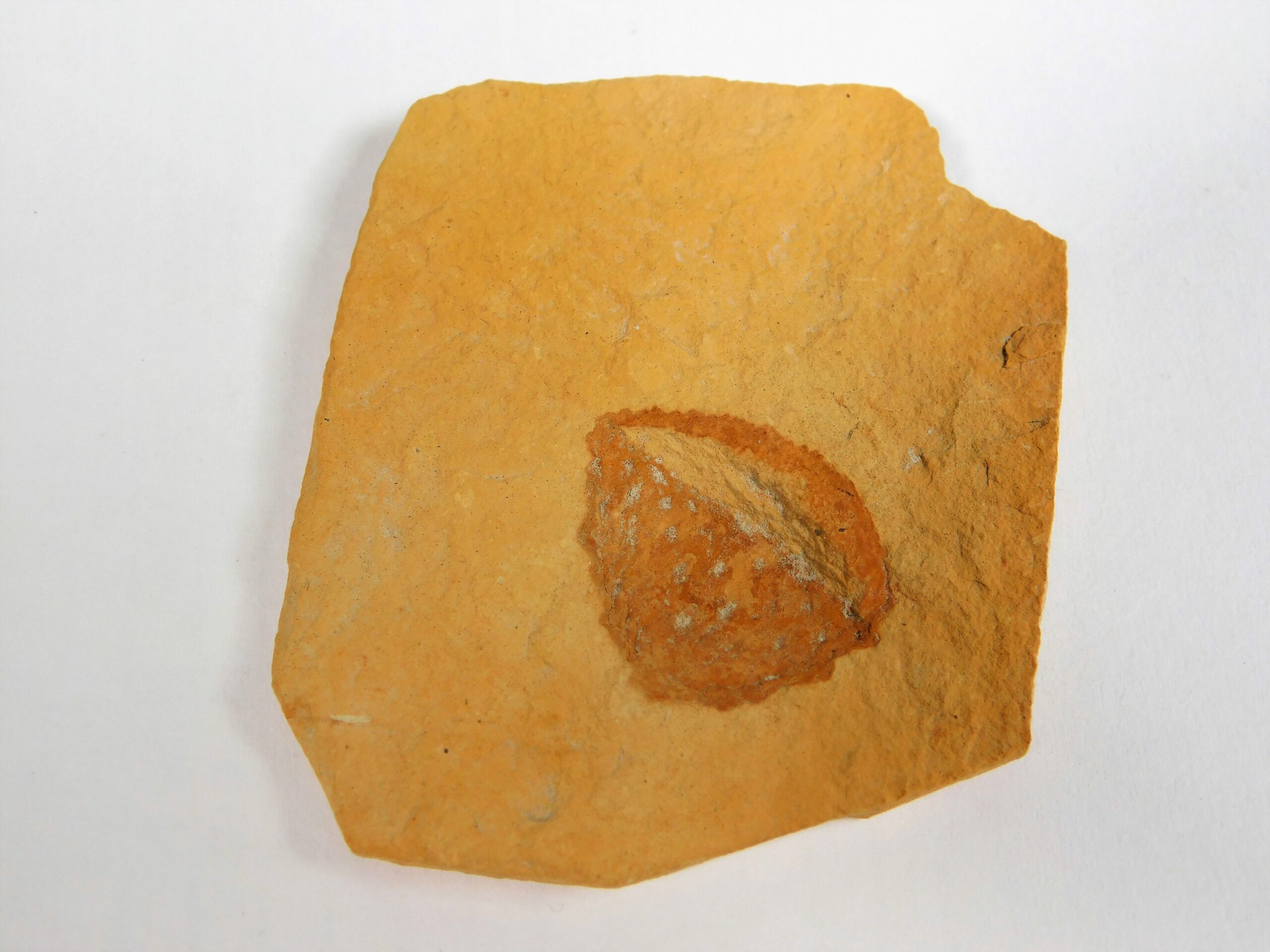 Quercus sp. - Image 2