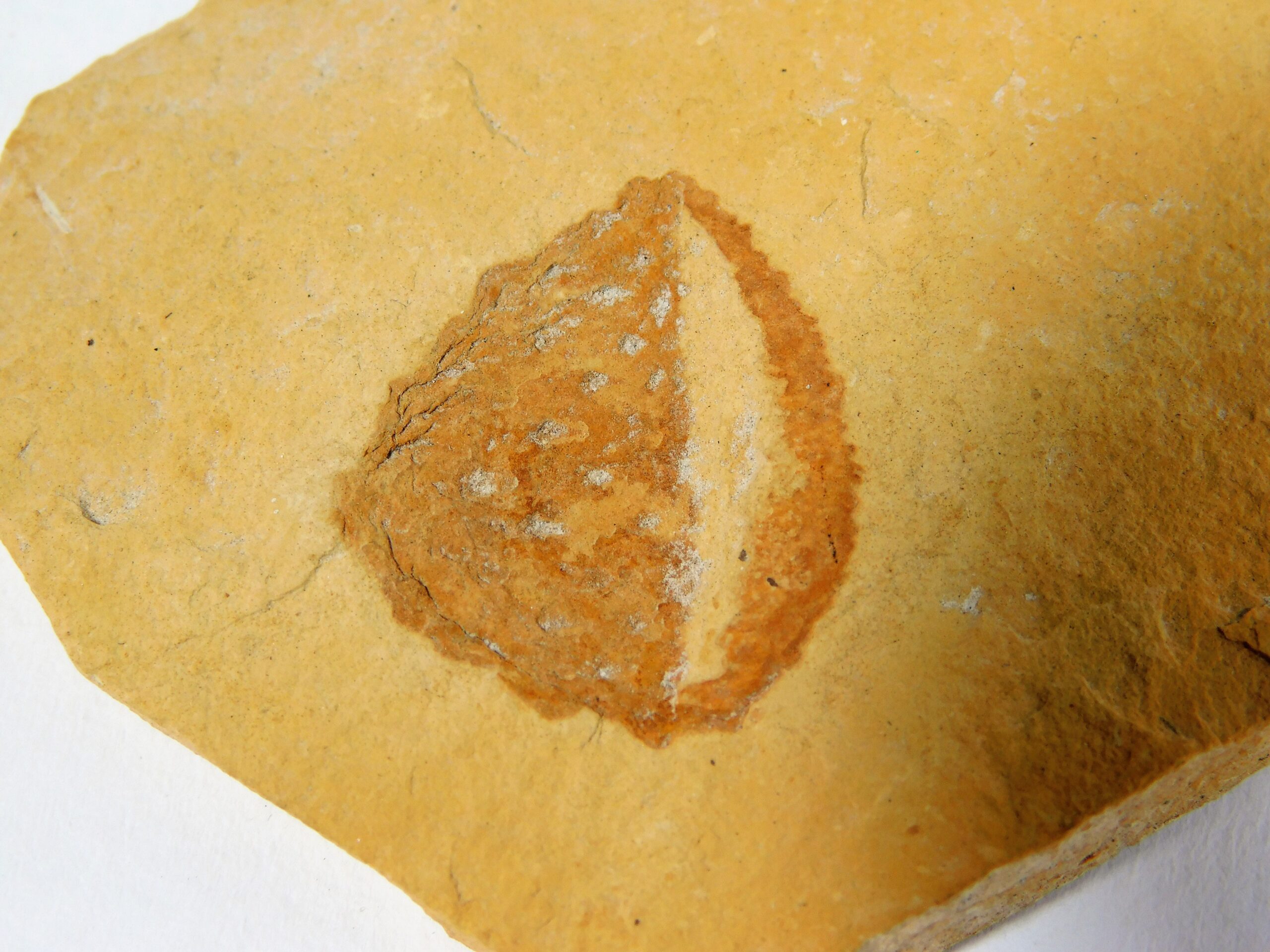 Quercus sp. - Image 3