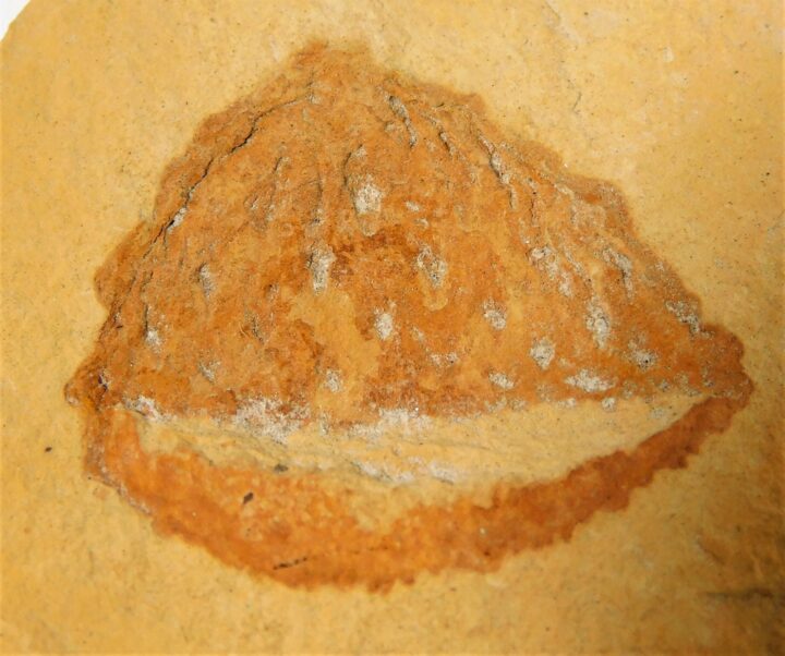 Quercus sp.