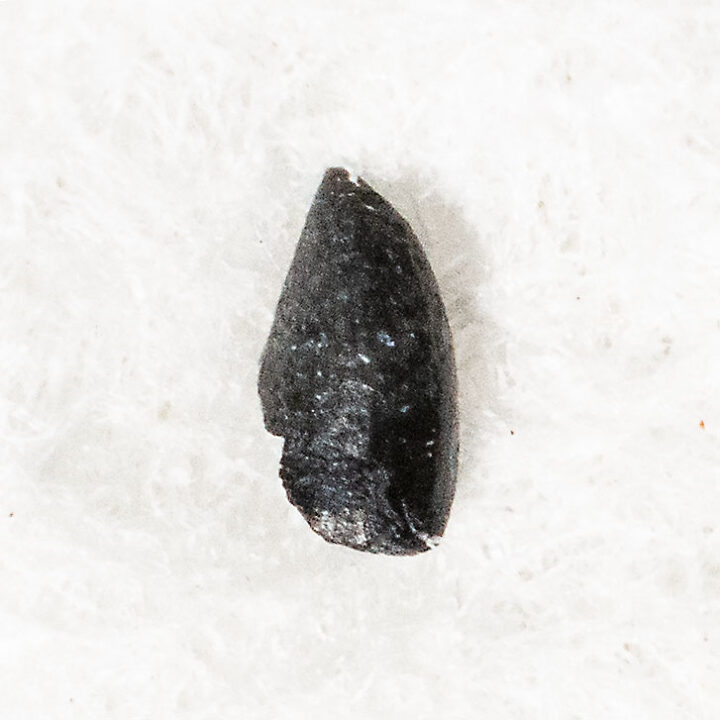 Jurassic Velociraptorine Theropod Tooth