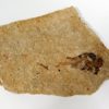 Polyipnus sobnioviensis Jerzmanska 1960 - Image 2