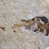 Polyipnus sobnioviensis Jerzmanska 1960 - Image 3