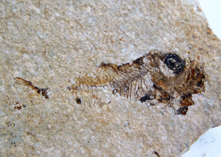 Polyipnus sobnioviensis Jerzmanska 1960