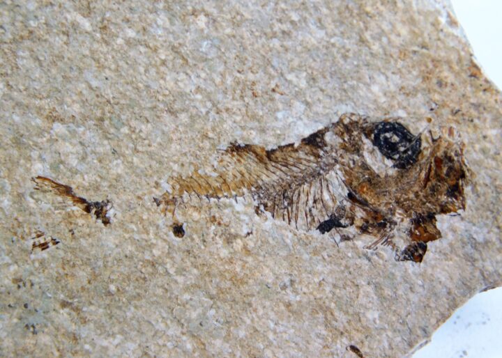 Polyipnus sobnioviensis Jerzmanska 1960