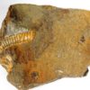 Heteromorph - Ptychoceras sp. - Image 3