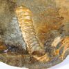 Heteromorph - Ptychoceras sp. - Image 4