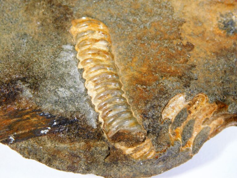 Heteromorph - Ptychoceras sp.