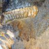 Heteromorph - Ptychoceras sp. - Image 2