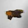 Meniscoessus sp. - Image 3