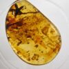 Flower in Cretaceous Amber &#8211; Tropidogyne pikei, The Natural Canvas