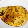 Flower in Cretaceous Amber &#8211; Tropidogyne pikei, The Natural Canvas