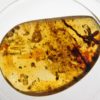 Flower in Cretaceous Amber &#8211; Tropidogyne pikei, The Natural Canvas