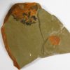 Enosiaspis hrungnir - Image 2